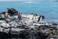 Penguins roost on the coast.Ecuado